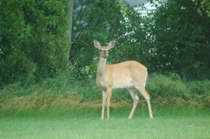 Deer, River Raisin, Tecumseh MI
